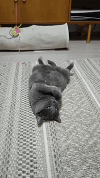 Gif of a grey cat laying on it's back and waving its tail