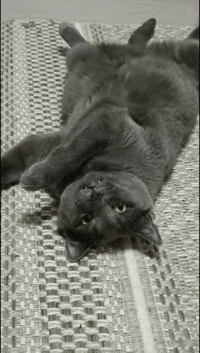 Gif of a grey cat laying on it's back, waving its tail and winking