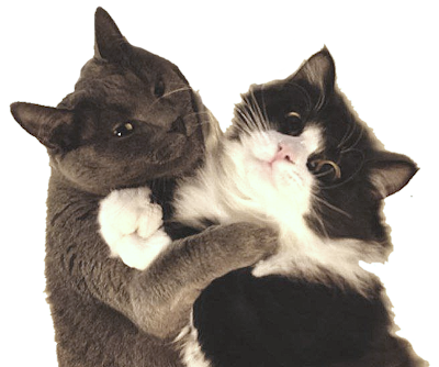 Two cats hugging each other