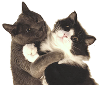 Two cats hugging each other